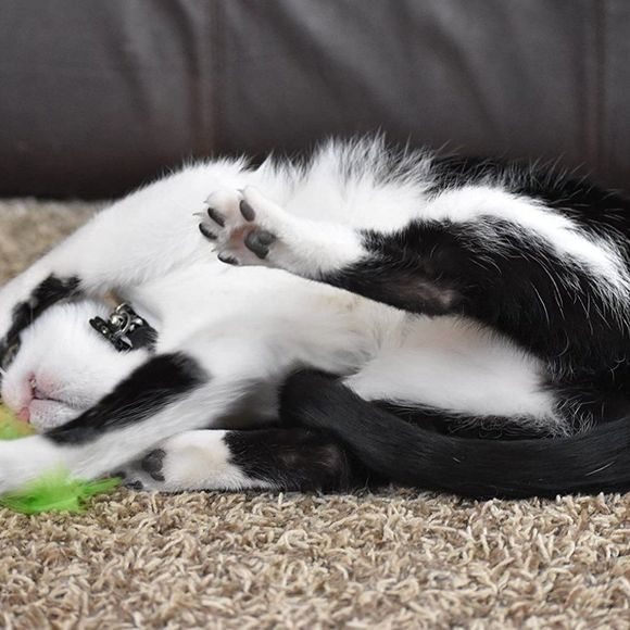 OurPets 100-Percent North American Catnip Filled Carrot Cat Toy 24 Karat - Picture 5 of 7